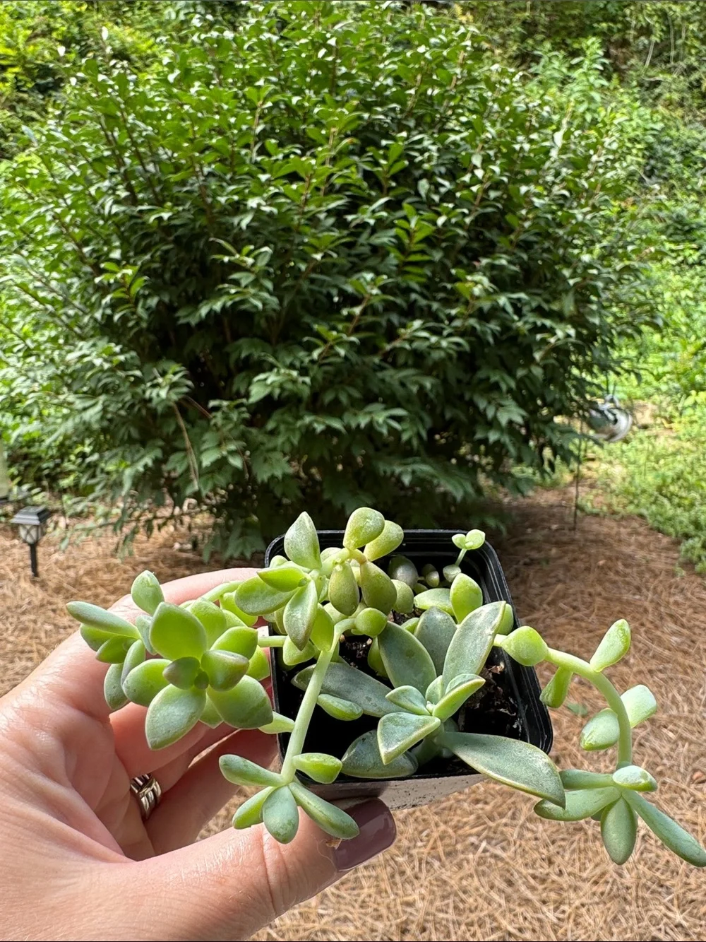 Sedum succulent Starter - Rooted.